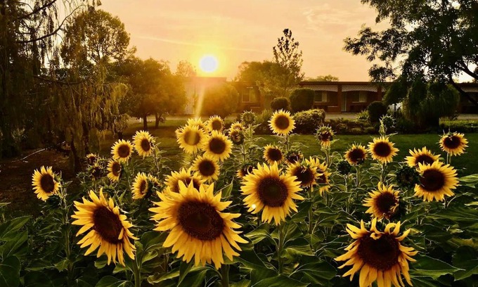 Quirindi Hotel | Quirindi Sunflower Motor Inn