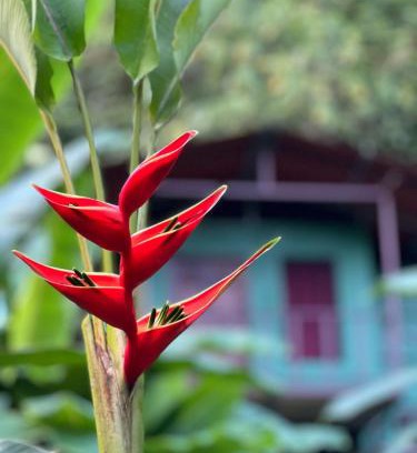 Quebrada La Gamba Cabin | Río Verde Ecolodge