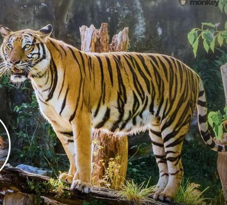 Sawai Madhopur Other | Ranthambore safari booking