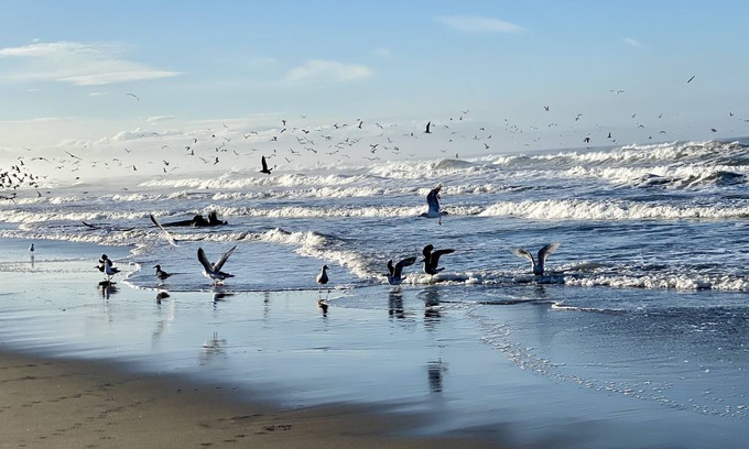 Pajaro Dunes Condo | Remote- Ocean Front, steps to ocean, Pajaro Dunes Between Santa Cruz - Monterey