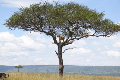 Maasai Mara House | Savannah Solace Mara Camp