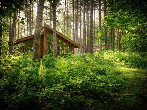 Clipstone Resort | Sherwood Forest Cabins - Forest Holidays
