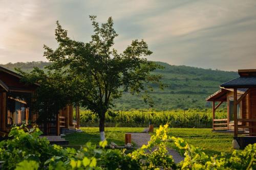 Buzau Resort | Shurra