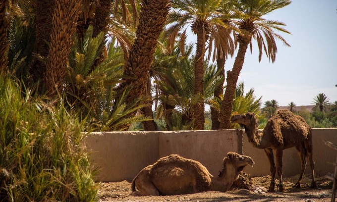 Errachidia Hotel | Skoura Lodge Ouarzazate