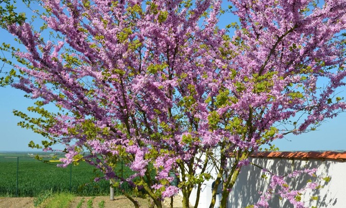 Verines House | Spacious house 8 people, swimming pool, 10 MN La Rochelle