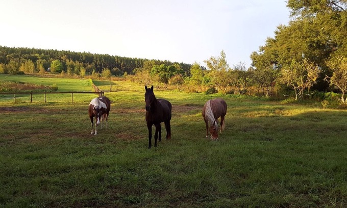 Howey-in-the-Hills House | Stay in a Luxury tiny house with horses in your yard. Private & tranquil