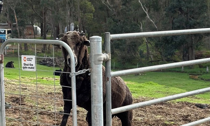 Nannup Ski Chalet | Tanjanerup Chalets "Clementine"nFarm Stay, Meet Larry, Clementine, Lady & Floss