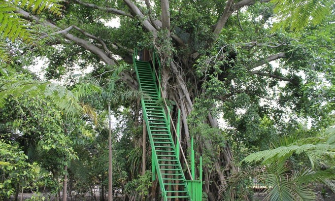 Tanna Island Cabin | Tanna Tree Top Lodge
