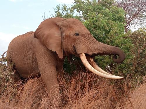 Taita Taveta Hotel | Tausa Tsavo Eco Lodge