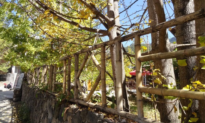 Tengchong House | Tengchong Ginkgo Village Bencai Hotel