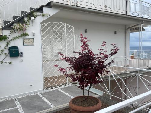 Marina di Casal Velino House | Terrazza Ammare