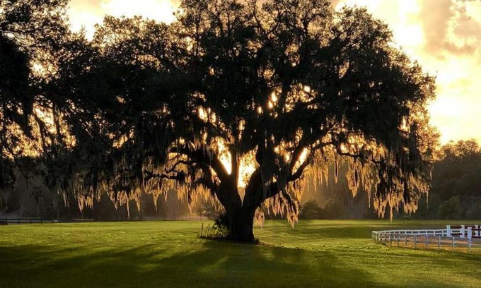 Lady Lake Resort | The Grand Oaks Resort