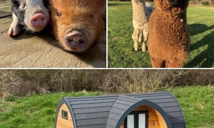 Sittingbourne Cabin | The Piggery - Glamping Pod