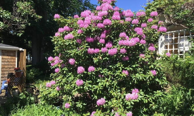 Wolfville Bed & Breakfast | The Stella Rose B&B