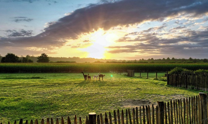 Rhedebrugge Apartment | Tiny House Alpakablick - including free alpaca meet & greet