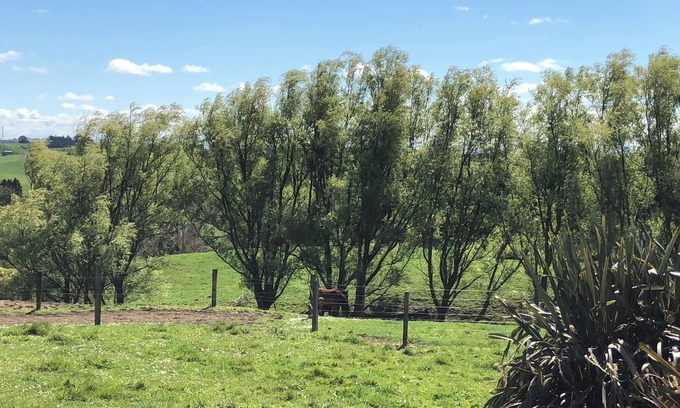 Rotowaro Cottage | Tui Cottage, a Country Retreat