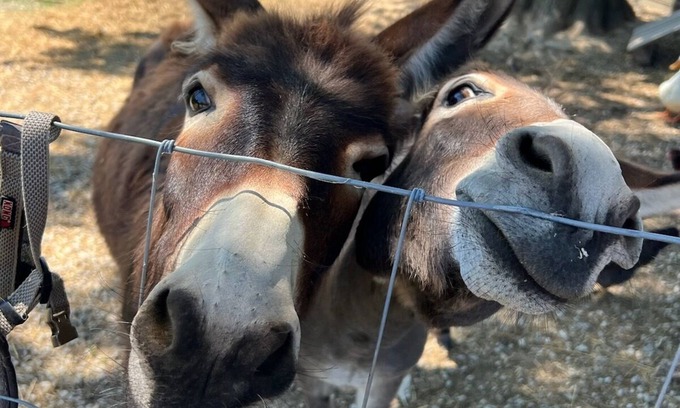 Randolph County House | Unique Farm Stay and Petting Zoo!