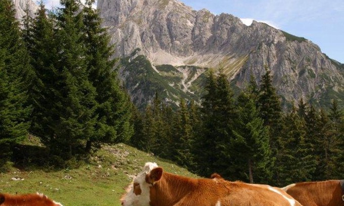 Annaberg im Lammertal Apartment | Vacation apartment Donnerkogel