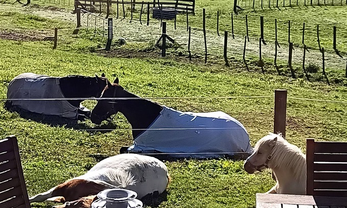 Hangatiki Bed & Breakfast | Waitomo Equine Homestay