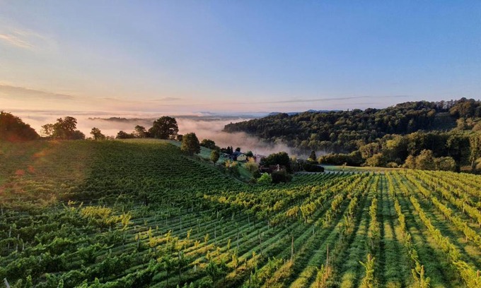 Lang Apartment | Weingut & Ferienwohnungen Lenhard