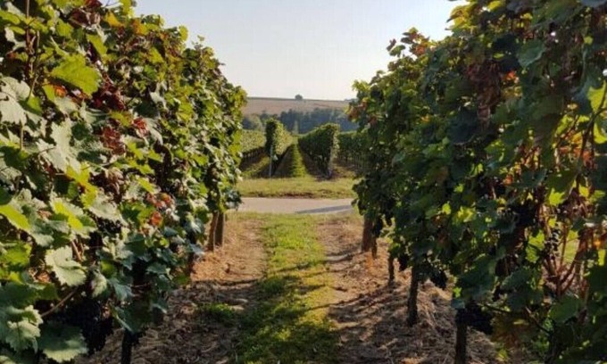 Kapellen-Drusweiler House | Weingut & Gästehaus Nagel - Holiday apartment with 3 bedrooms