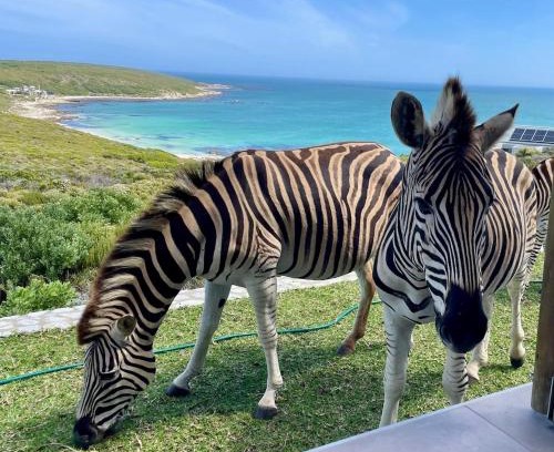 Gansbaai House | Zebra Views - Romansbaai Luxury Retreat