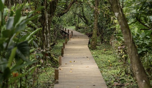 Panoramic Tree House