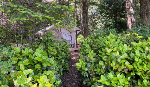 Comfort Tent