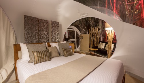 BUBBLE Banyan Tree