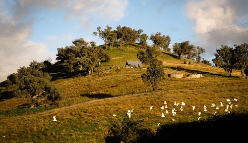 Cabin