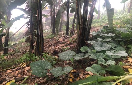 Kabale District House | Gorilla Homestay Kabale