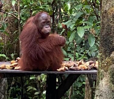 Kumai Boat Rental | Orangutan Kelotok Houseboat for 6 person