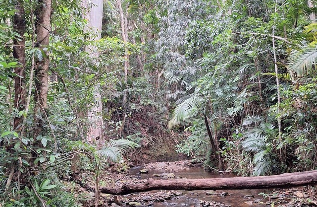 creek, close to beach, cassowaries, acreage, rainforest, swimming holes