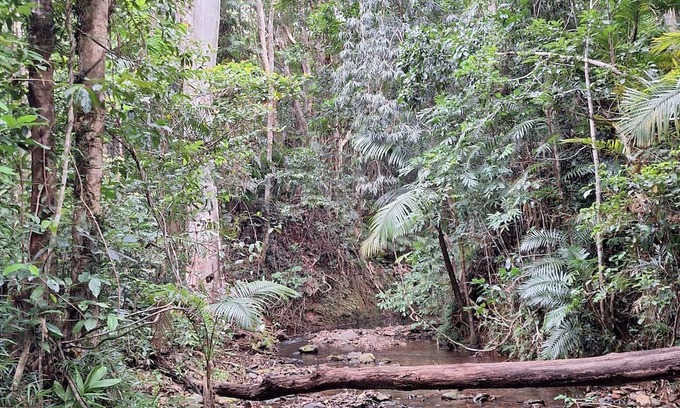 Cow Bay House | creek, close to beach, cassowaries, acreage, rainforest, swimming holes